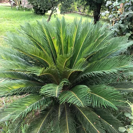 Cocomerara Tas24 Séjour chez l'habitant Calimera (Vibo Valentia)