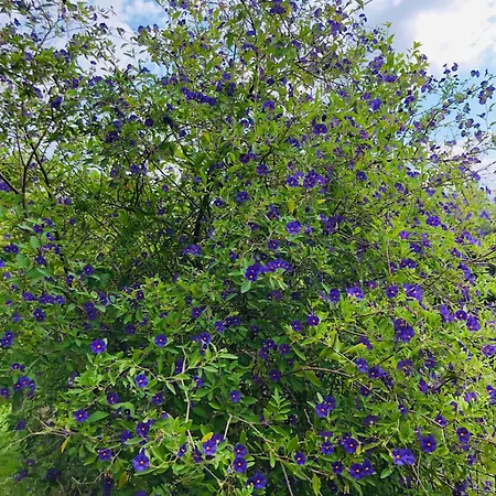 Cocomerara Tas24 Séjour chez l'habitant