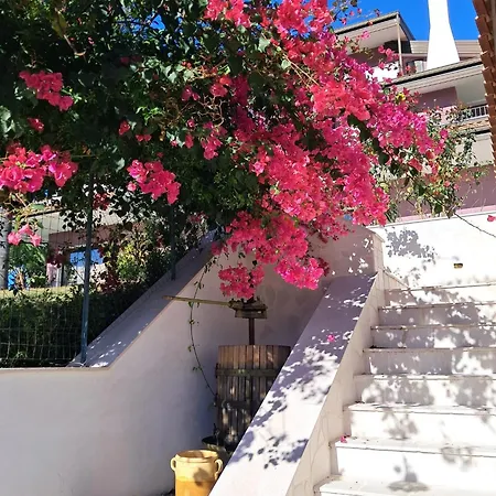 Cocomerara Tas24 Calimera (Vibo Valentia)