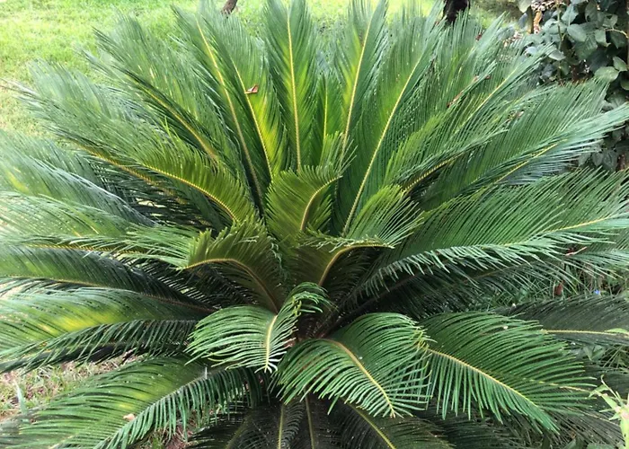 Cocomerara Tas24 Quarto em Acomodações Particulares Calimera (Vibo Valentia)