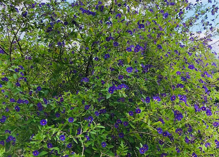 Cocomerara Tas24 Quarto em Acomodações Particulares